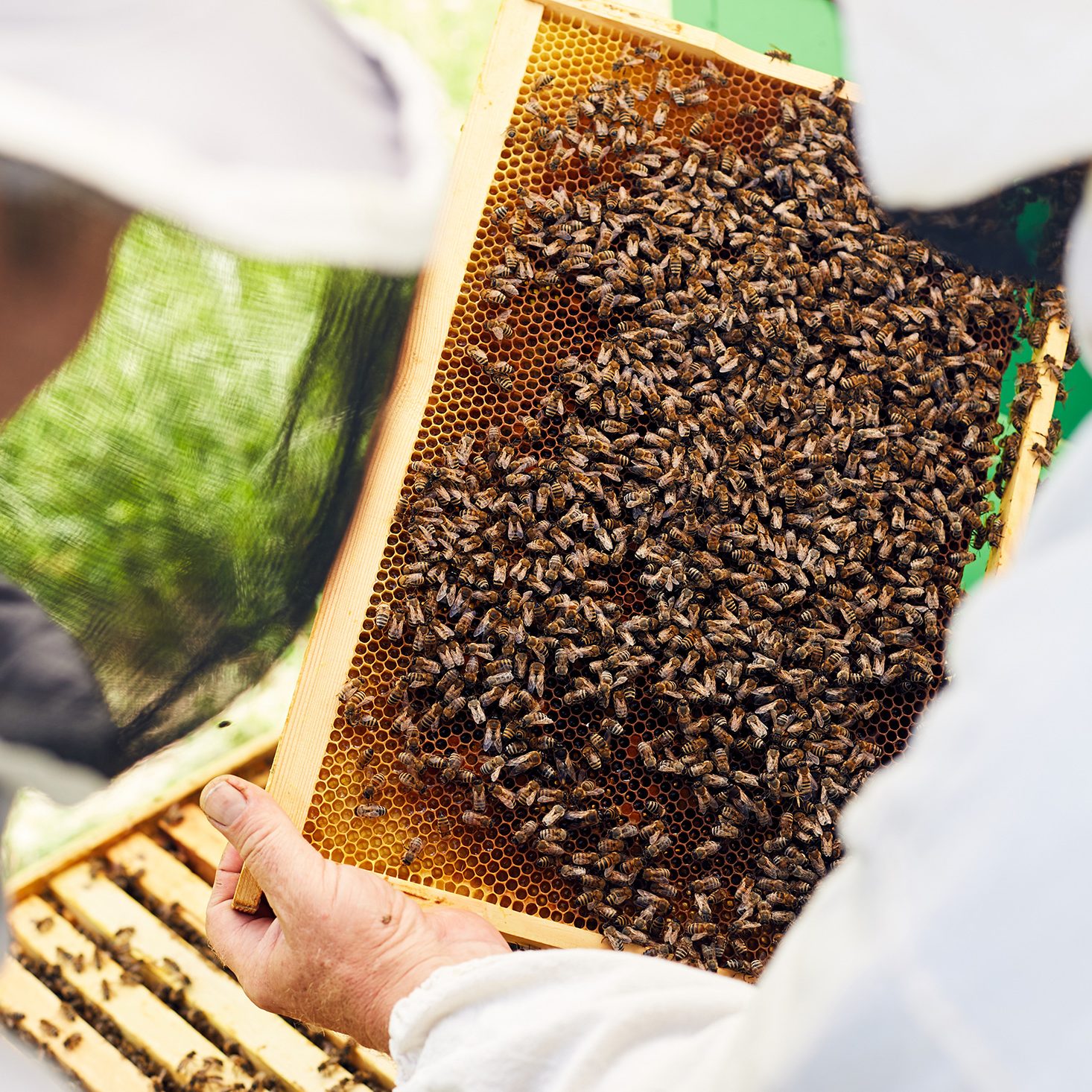 beekeepers-inspecting-hive-FM8DHES
